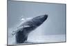 Breaching Humpback Whale, Alaska-Paul Souders-Mounted Photographic Print