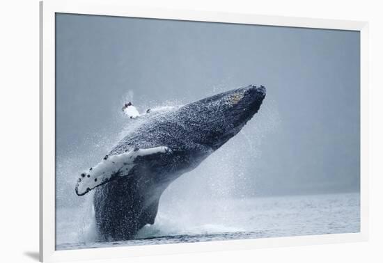 Breaching Humpback Whale, Alaska-Paul Souders-Framed Photographic Print