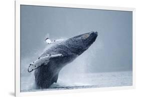 Breaching Humpback Whale, Alaska-Paul Souders-Framed Photographic Print