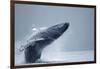 Breaching Humpback Whale, Alaska-Paul Souders-Framed Photographic Print