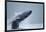 Breaching Humpback Whale, Alaska-Paul Souders-Framed Photographic Print