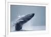 Breaching Humpback Whale, Alaska-Paul Souders-Framed Photographic Print