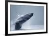 Breaching Humpback Whale, Alaska-Paul Souders-Framed Photographic Print