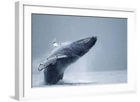 Breaching Humpback Whale, Alaska-Paul Souders-Framed Photographic Print