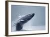 Breaching Humpback Whale, Alaska-Paul Souders-Framed Photographic Print