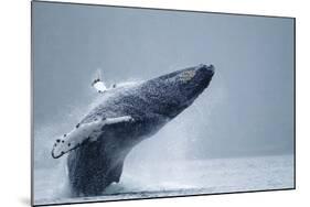 Breaching Humpback Whale, Alaska-Paul Souders-Mounted Photographic Print