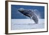 Breaching Humpback Whale, Alaska-Paul Souders-Framed Photographic Print