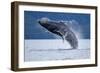 Breaching Humpback Whale, Alaska-Paul Souders-Framed Photographic Print