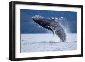 Breaching Humpback Whale, Alaska-Paul Souders-Framed Photographic Print