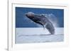 Breaching Humpback Whale, Alaska-Paul Souders-Framed Photographic Print