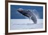 Breaching Humpback Whale, Alaska-Paul Souders-Framed Photographic Print