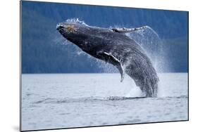 Breaching Humpback Whale, Alaska-Paul Souders-Mounted Photographic Print