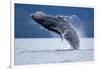 Breaching Humpback Whale, Alaska-Paul Souders-Framed Photographic Print