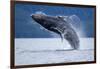 Breaching Humpback Whale, Alaska-Paul Souders-Framed Photographic Print