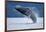 Breaching Humpback Whale, Alaska-Paul Souders-Framed Photographic Print