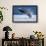 Breaching Humpback Whale, Alaska-Paul Souders-Framed Photographic Print displayed on a wall