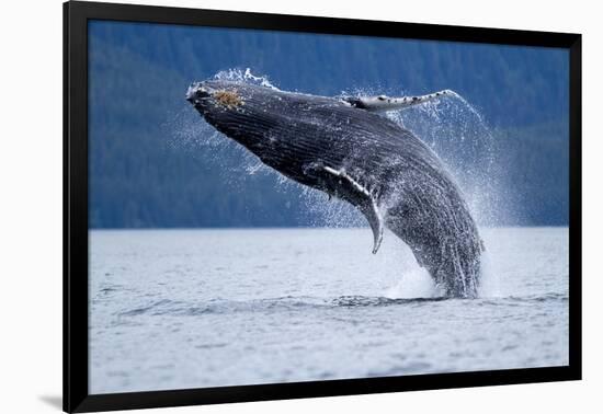 Breaching Humpback Whale, Alaska-Paul Souders-Framed Photographic Print