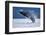 Breaching Humpback Whale, Alaska-Paul Souders-Framed Photographic Print