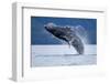 Breaching Humpback Whale, Alaska-Paul Souders-Framed Photographic Print