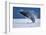 Breaching Humpback Whale, Alaska-Paul Souders-Framed Photographic Print