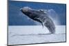 Breaching Humpback Whale, Alaska-Paul Souders-Mounted Photographic Print