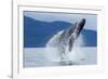 Breaching Humpback Whale, Alaska-Paul Souders-Framed Photographic Print