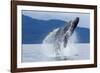 Breaching Humpback Whale, Alaska-Paul Souders-Framed Photographic Print