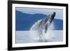 Breaching Humpback Whale, Alaska-Paul Souders-Framed Photographic Print