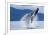 Breaching Humpback Whale, Alaska-Paul Souders-Framed Photographic Print