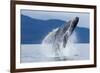 Breaching Humpback Whale, Alaska-Paul Souders-Framed Photographic Print