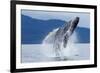 Breaching Humpback Whale, Alaska-Paul Souders-Framed Photographic Print