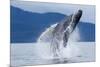 Breaching Humpback Whale, Alaska-Paul Souders-Mounted Photographic Print