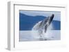 Breaching Humpback Whale, Alaska-Paul Souders-Framed Photographic Print