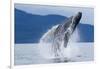 Breaching Humpback Whale, Alaska-Paul Souders-Framed Photographic Print