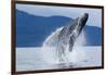 Breaching Humpback Whale, Alaska-Paul Souders-Framed Photographic Print