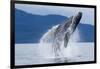 Breaching Humpback Whale, Alaska-Paul Souders-Framed Photographic Print