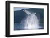 Breaching Humpback Whale, Alaska-Paul Souders-Framed Photographic Print