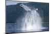 Breaching Humpback Whale, Alaska-Paul Souders-Mounted Photographic Print