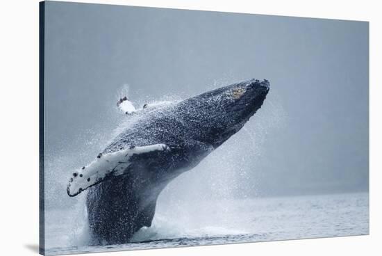 Breaching Humpback Whale, Alaska-Paul Souders-Stretched Canvas