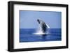 Breaching Humpback Whale,Hawaii-Stuart Westmorland-Framed Photographic Print