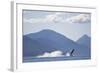 Breaching Humpback Whale in Chatham Strait-null-Framed Photographic Print