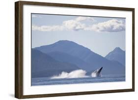 Breaching Humpback Whale in Chatham Strait-null-Framed Photographic Print