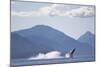 Breaching Humpback Whale in Chatham Strait-null-Mounted Photographic Print