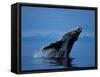 Breaching Humpback Whale, Inside Passage, Southeast Alaska, USA-Stuart Westmoreland-Framed Stretched Canvas