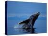 Breaching Humpback Whale, Inside Passage, Southeast Alaska, USA-Stuart Westmoreland-Stretched Canvas