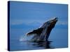 Breaching Humpback Whale, Inside Passage, Southeast Alaska, USA-Stuart Westmoreland-Stretched Canvas