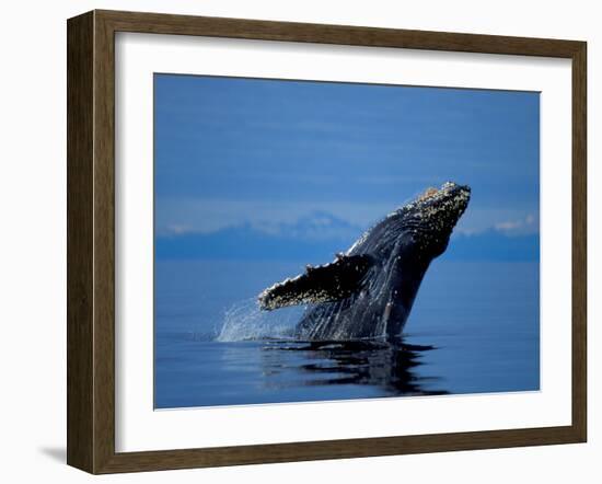 Breaching Humpback Whale, Inside Passage, Southeast Alaska, USA-Stuart Westmoreland-Framed Premium Photographic Print