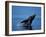 Breaching Humpback Whale, Inside Passage, Southeast Alaska, USA-Stuart Westmoreland-Framed Premium Photographic Print