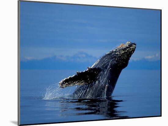 Breaching Humpback Whale, Inside Passage, Southeast Alaska, USA-Stuart Westmoreland-Mounted Premium Photographic Print