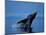 Breaching Humpback Whale, Inside Passage, Southeast Alaska, USA-Stuart Westmoreland-Mounted Premium Photographic Print